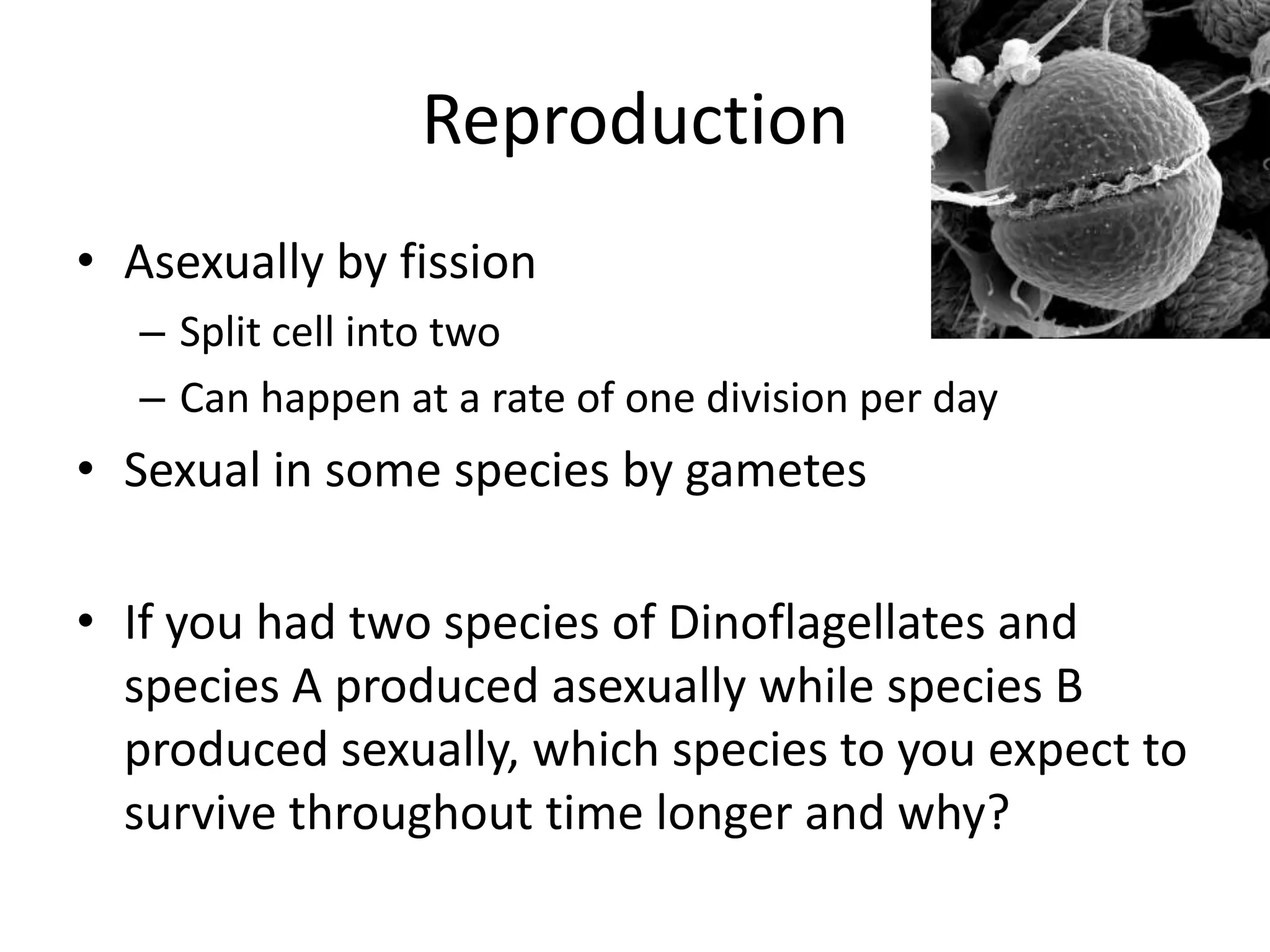 Reproduction
• Asexually by fission
   – Split cell into two
   – Can happen at a rate of one division per day
• Sexual in some species by gametes

• If you had two species of Dinoflagellates and
  species A produced asexually while species B
  produced sexually, which species to you expect to
  survive throughout time longer and why?
 