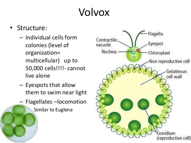 Biology 11 – Algae | Mrs Dildy