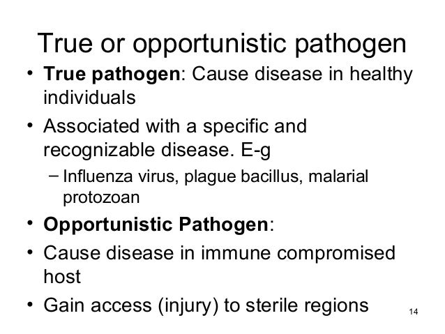 opportunistic pathogens 13 14
