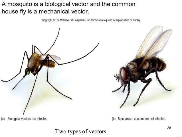 Chapter 6 microbe human interaction