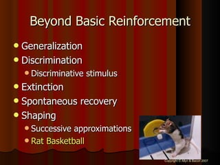 Beyond Basic Reinforcement Generalization Discrimination Discriminative stimulus Extinction Spontaneous recovery Shaping Successive approximations Rat Basketball 