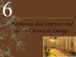 Pathways that Harvest and
Store Chemical Energy
6
 