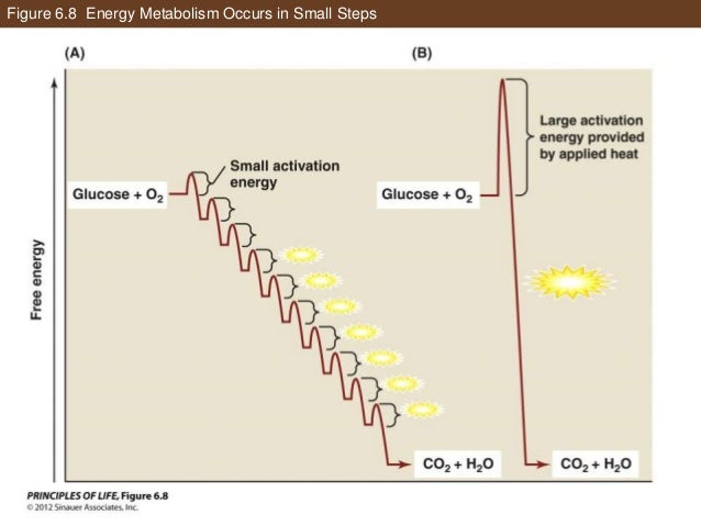 ap biology chapter 31 notes We have the best ap notes, chapter outlines ap art history ap biology (ap bio) ap calculus what is study notes. ap biology chapter 31 notes We have the best ap notes, chapter outlines ap art history ap biology (ap bio) ap calculus what is study notes.