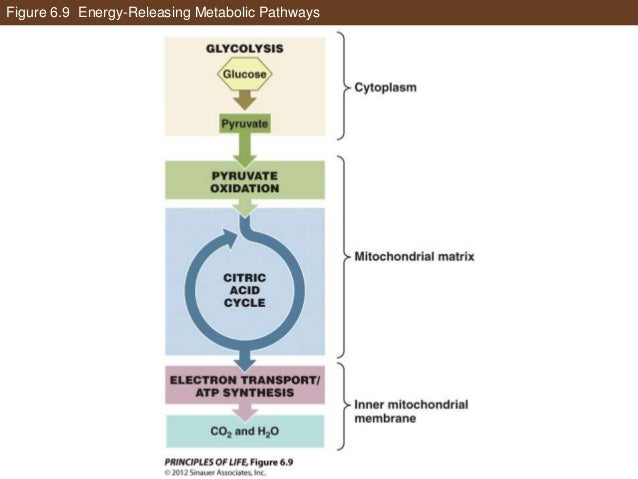 ap biology chapter 31 notes We have the best ap notes, chapter outlines ap art history ap biology (ap bio) ap calculus what is study notes. ap biology chapter 31 notes We have the best ap notes, chapter outlines ap art history ap biology (ap bio) ap calculus what is study notes.