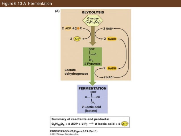 ap biology essay photosynthesis respiration Ap central - the biology exam content exam information (ap biology exam from spring 2012 and prior) exam content the topic outline in. ap biology essay photosynthesis respiration Ap central - the biology exam content exam information (ap biology exam from spring 2012 and prior) exam content the topic outline in.