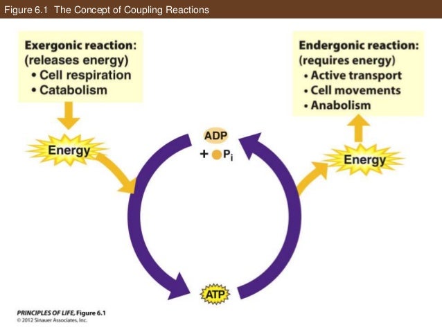 ap biology essay photosynthesis respiration Ap central - the biology exam content exam information (ap biology exam from spring 2012 and prior) exam content the topic outline in. ap biology essay photosynthesis respiration Ap central - the biology exam content exam information (ap biology exam from spring 2012 and prior) exam content the topic outline in.