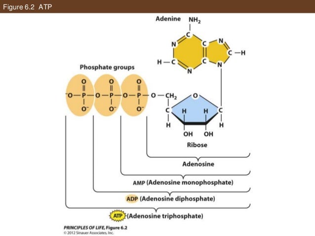 Ap Biology Chapter 31 Notes Research Paper Writing Service