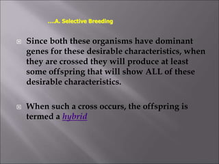  Since both these organisms have dominant
genes for these desirable characteristics, when
they are crossed they will produce at least
some offspring that will show ALL of these
desirable characteristics.
 When such a cross occurs, the offspring is
termed a hybrid
….A. Selective Breeding
 