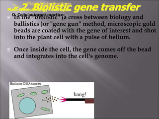  In the "biolistic" (a cross between biology and
ballistics )or "gene gun" method, microscopic gold
beads are coated with the gene of interest and shot
into the plant cell with a pulse of helium.
 Once inside the cell, the gene comes off the bead
and integrates into the cell's genome.
Plant Biotechnology
Plant Biotechnology Techniques
D. Cellular target practice:
2. Biolistic gene transfer
 