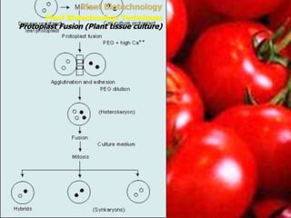 Plant Biotechnology
Plant Biotechnology Techniques
Protoplast Fusion (Plant tissue culture)
 