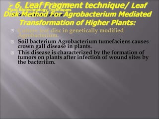  Culture leaf disc in genetically modified
Agrobacterium.
 Soil bacterium Agrobacterium tumefaciens causes
crown gall disease in plants.
 This disease is characterized by the formation of
tumors on plants after infection of wound sites by
the bacterium.
Plant Biotechnology
Plant Biotechnology Techniques
D. Cellular target practice:
6. Leaf Fragment technique/ Leaf
Disk Method For Agrobacterium Mediated
Transformation of Higher Plants:
 