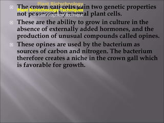  The crown gall cells gain two genetic properties
not possessed by normal plant cells.
 These are the ability to grow in culture in the
absence of externally added hormones, and the
production of unusual compounds called opines.
 These opines are used by the bacterium as
sources of carbon and nitrogen. The bacterium
therefore creates a niche in the crown gall which
is favorable for growth.
Plant Biotechnology
Plant Biotechnology Techniques
6. Leaf Fragment technique
 