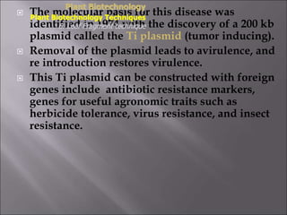  The molecular basis for this disease was
identified in 1974 with the discovery of a 200 kb
plasmid called the Ti plasmid (tumor inducing).
 Removal of the plasmid leads to avirulence, and
re introduction restores virulence.
 This Ti plasmid can be constructed with foreign
genes include antibiotic resistance markers,
genes for useful agronomic traits such as
herbicide tolerance, virus resistance, and insect
resistance.
Plant Biotechnology
Plant Biotechnology Techniques
6. Leaf Fragment technique
 