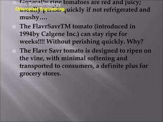  Generally ripe tomatoes are red and juicy;
usually perish quickly if not refrigerated and
mushy….
 The FlavrSavrTM tomato (introduced in
1994by Calgene Inc.) can stay ripe for
weeks!!!! Without perishing quickly. Why?
 The Flavr Savr tomato is designed to ripen on
the vine, with minimal softening and
transported to consumers, a definite plus for
grocery stores.
Plant Biotechnology
Chloroplast Engineering:
 