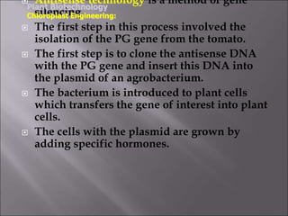  Antisense technology is a method of gene
silencing.
 The first step in this process involved the
isolation of the PG gene from the tomato.
 The first step is to clone the antisense DNA
with the PG gene and insert this DNA into
the plasmid of an agrobacterium.
 The bacterium is introduced to plant cells
which transfers the gene of interest into plant
cells.
 The cells with the plasmid are grown by
adding specific hormones.
Plant Biotechnology
Chloroplast Engineering:
 