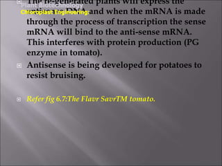  The re-generated plants will express the
antisense DNA and when the mRNA is made
through the process of transcription the sense
mRNA will bind to the anti-sense mRNA.
This interferes with protein production (PG
enzyme in tomato).
 Antisense is being developed for potatoes to
resist bruising.
 Refer fig 6.7:The Flavr SavrTM tomato.
Plant Biotechnology
Chloroplast Engineering:
 