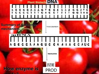 Plant Biotechnology
Plant Biotechnology Techniques
Summary of Antisense mechanism:
How enzyme is
DNA
PROD
Summary of Antisense
mechanism:
 