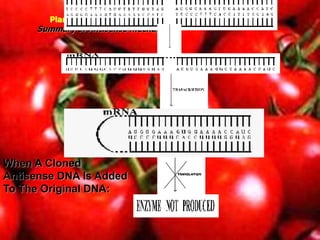 Plant Biotechnology
Plant Biotechnology Techniques
Summary of Antisense mechanism:
When A Cloned
Antisense DNA Is Added
To The Original DNA:
 