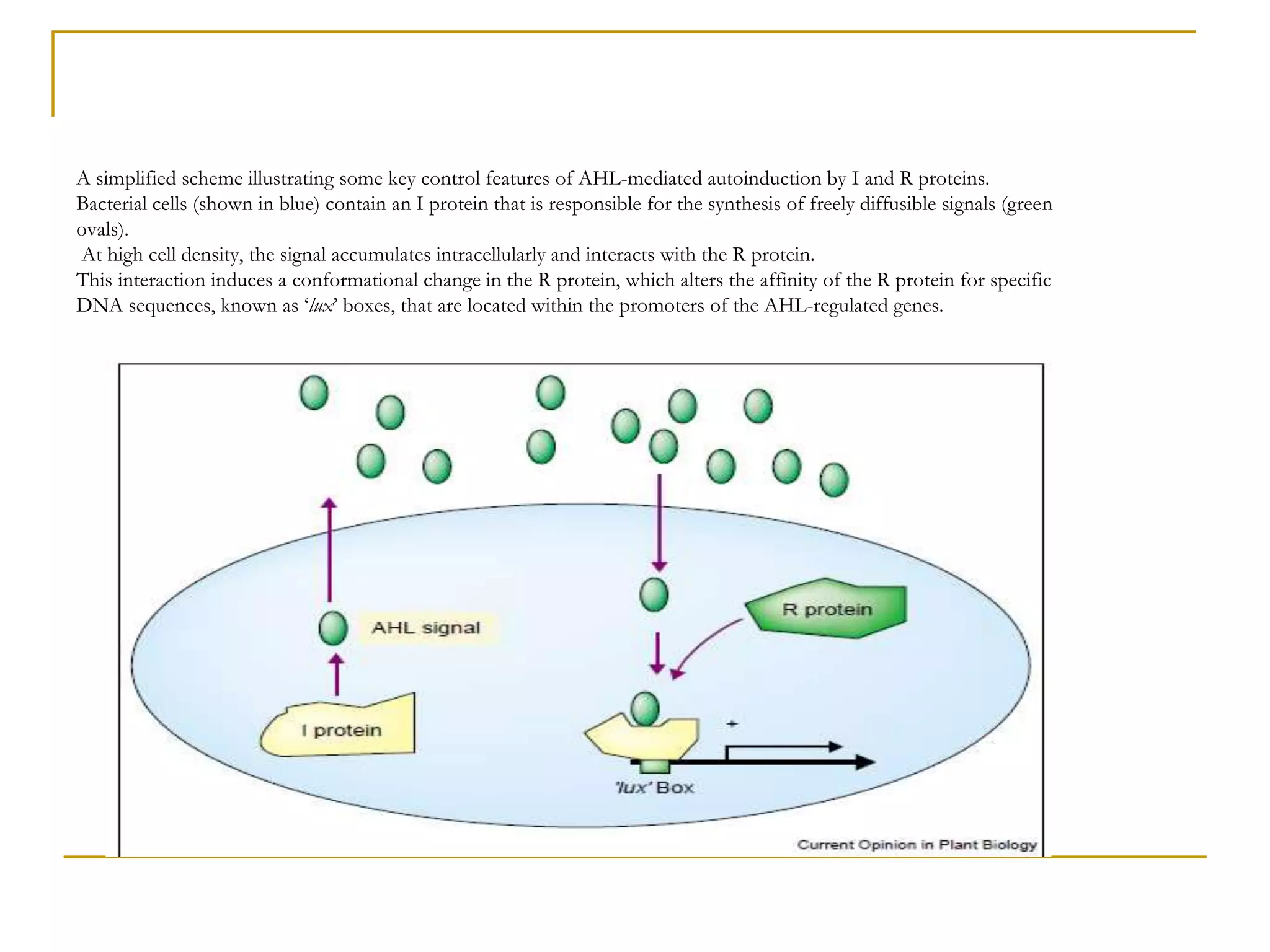 A simplified scheme illustrating some key control features of AHL-mediated autoinduction by I and R proteins.
Bacterial cells (shown in blue) contain an I protein that is responsible for the synthesis of freely diffusible signals (green
ovals).
At high cell density, the signal accumulates intracellularly and interacts with the R protein.
This interaction induces a conformational change in the R protein, which alters the affinity of the R protein for specific
DNA sequences, known as ‘lux’ boxes, that are located within the promoters of the AHL-regulated genes.
 