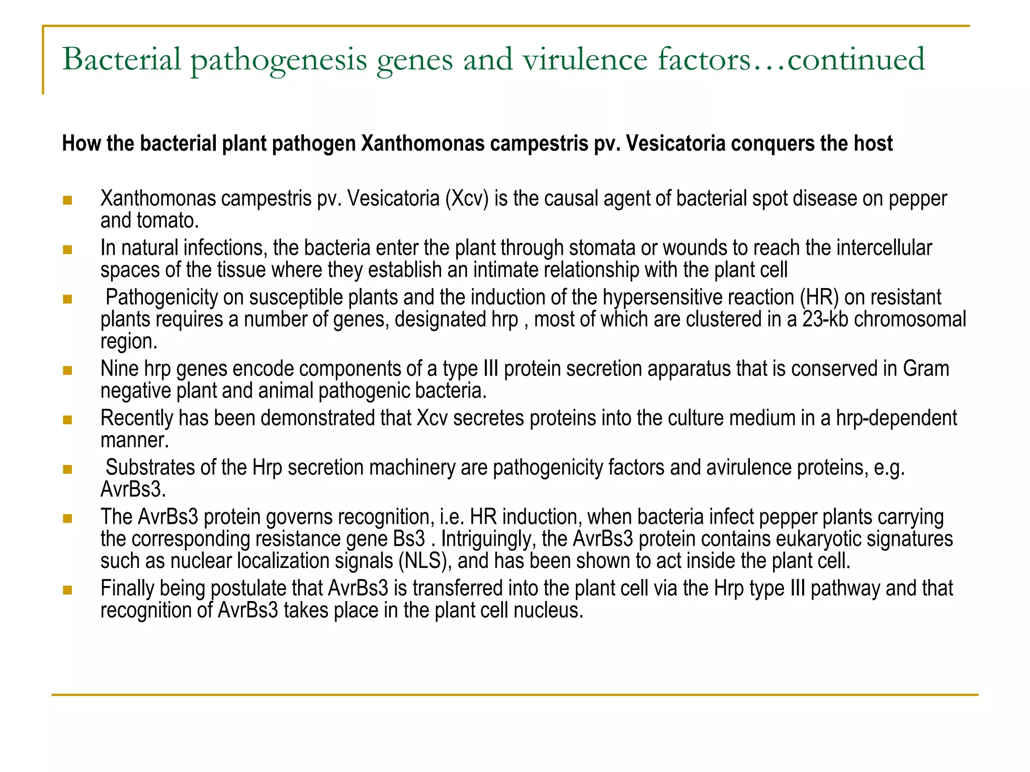 Bacterial pathogenesis genes and virulence factors…continued
How the bacterial plant pathogen Xanthomonas campestris pv. Vesicatoria conquers the host
 Xanthomonas campestris pv. Vesicatoria (Xcv) is the causal agent of bacterial spot disease on pepper
and tomato.
 In natural infections, the bacteria enter the plant through stomata or wounds to reach the intercellular
spaces of the tissue where they establish an intimate relationship with the plant cell
 Pathogenicity on susceptible plants and the induction of the hypersensitive reaction (HR) on resistant
plants requires a number of genes, designated hrp , most of which are clustered in a 23-kb chromosomal
region.
 Nine hrp genes encode components of a type III protein secretion apparatus that is conserved in Gram
negative plant and animal pathogenic bacteria.
 Recently has been demonstrated that Xcv secretes proteins into the culture medium in a hrp-dependent
manner.
 Substrates of the Hrp secretion machinery are pathogenicity factors and avirulence proteins, e.g.
AvrBs3.
 The AvrBs3 protein governs recognition, i.e. HR induction, when bacteria infect pepper plants carrying
the corresponding resistance gene Bs3 . Intriguingly, the AvrBs3 protein contains eukaryotic signatures
such as nuclear localization signals (NLS), and has been shown to act inside the plant cell.
 Finally being postulate that AvrBs3 is transferred into the plant cell via the Hrp type III pathway and that
recognition of AvrBs3 takes place in the plant cell nucleus.
 