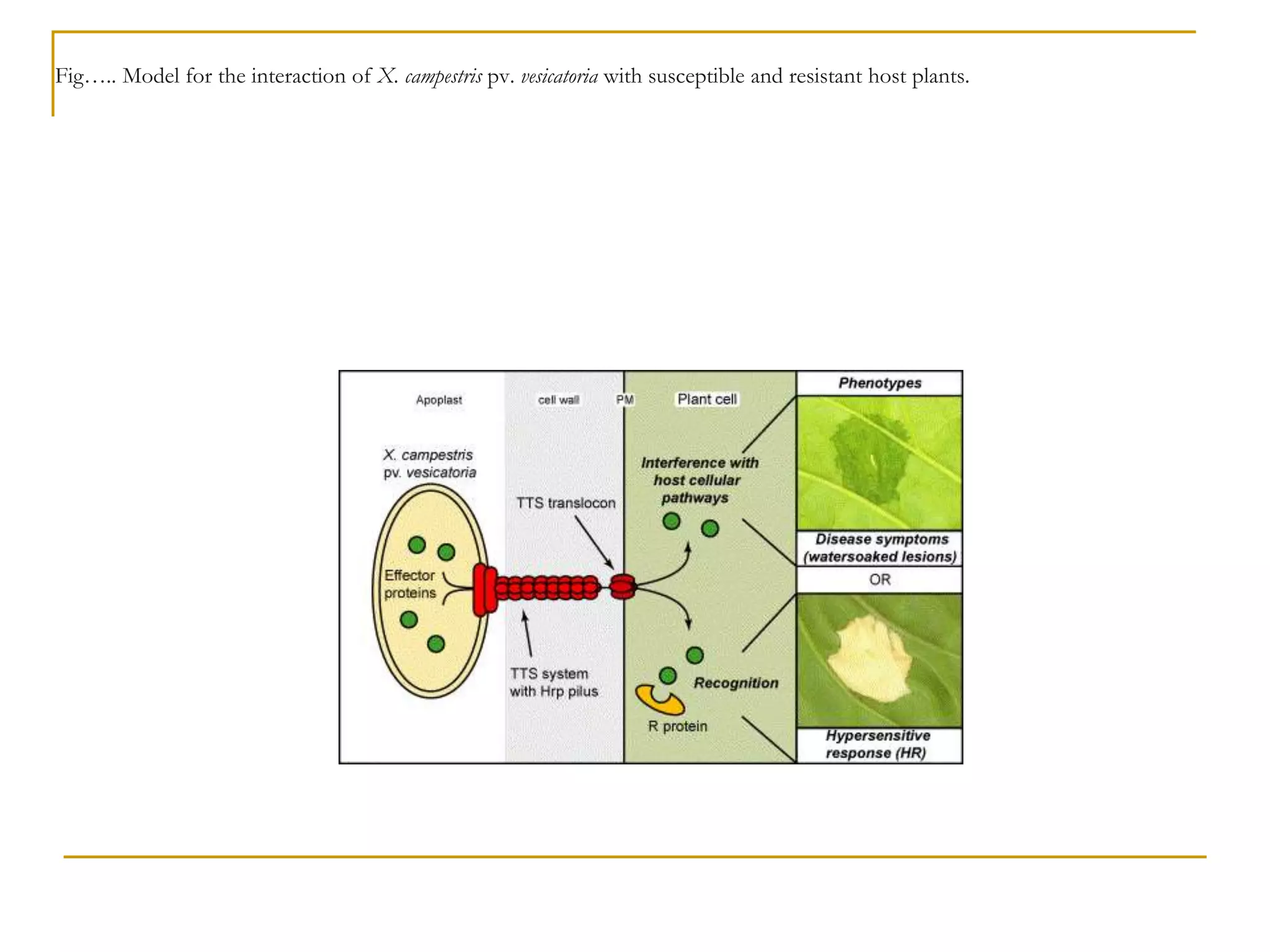 Fig….. Model for the interaction of X. campestris pv. vesicatoria with susceptible and resistant host plants.
 