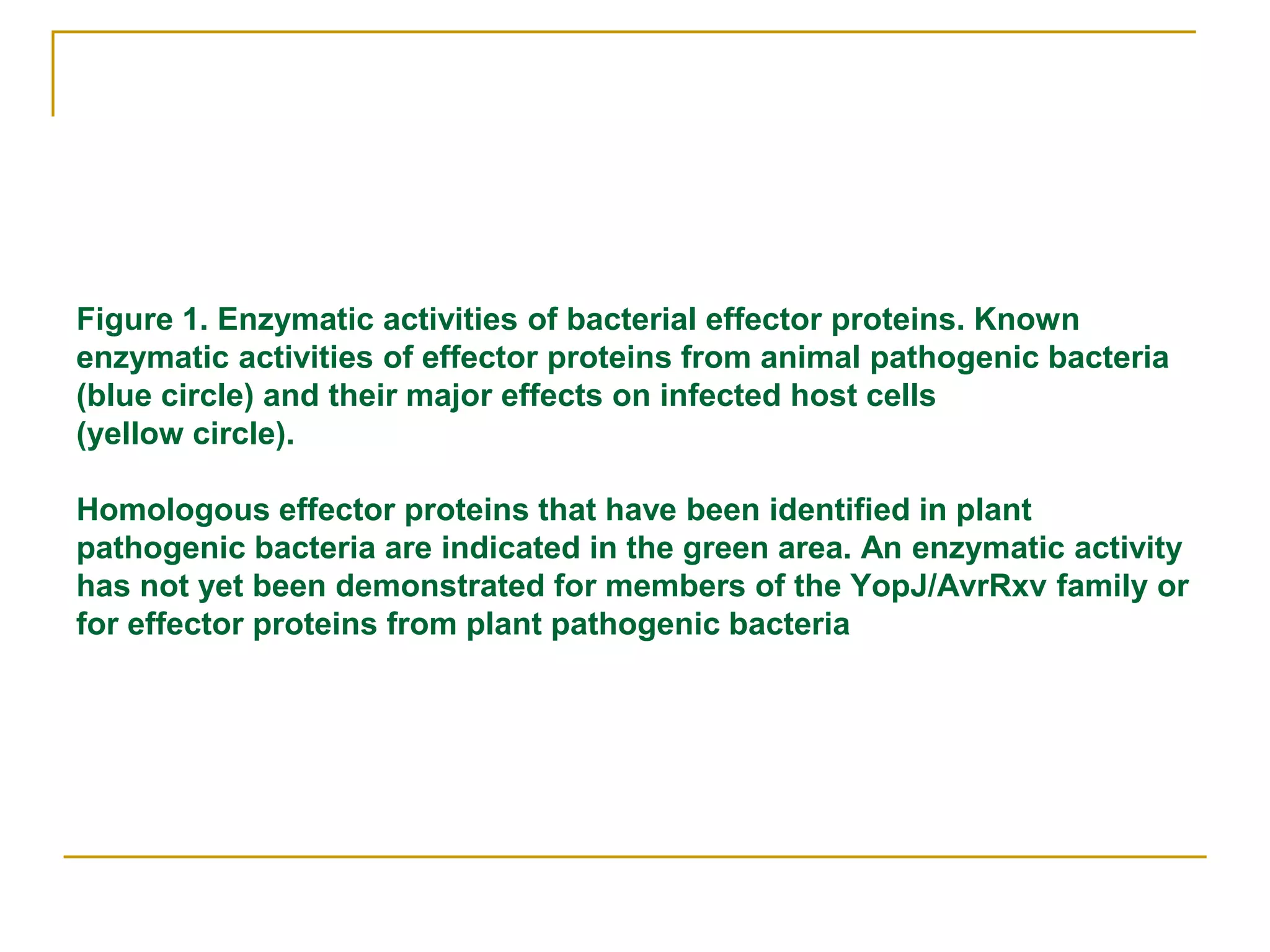 Figure 1. Enzymatic activities of bacterial effector proteins. Known
enzymatic activities of effector proteins from animal pathogenic bacteria
(blue circle) and their major effects on infected host cells
(yellow circle).
Homologous effector proteins that have been identified in plant
pathogenic bacteria are indicated in the green area. An enzymatic activity
has not yet been demonstrated for members of the YopJ/AvrRxv family or
for effector proteins from plant pathogenic bacteria
 