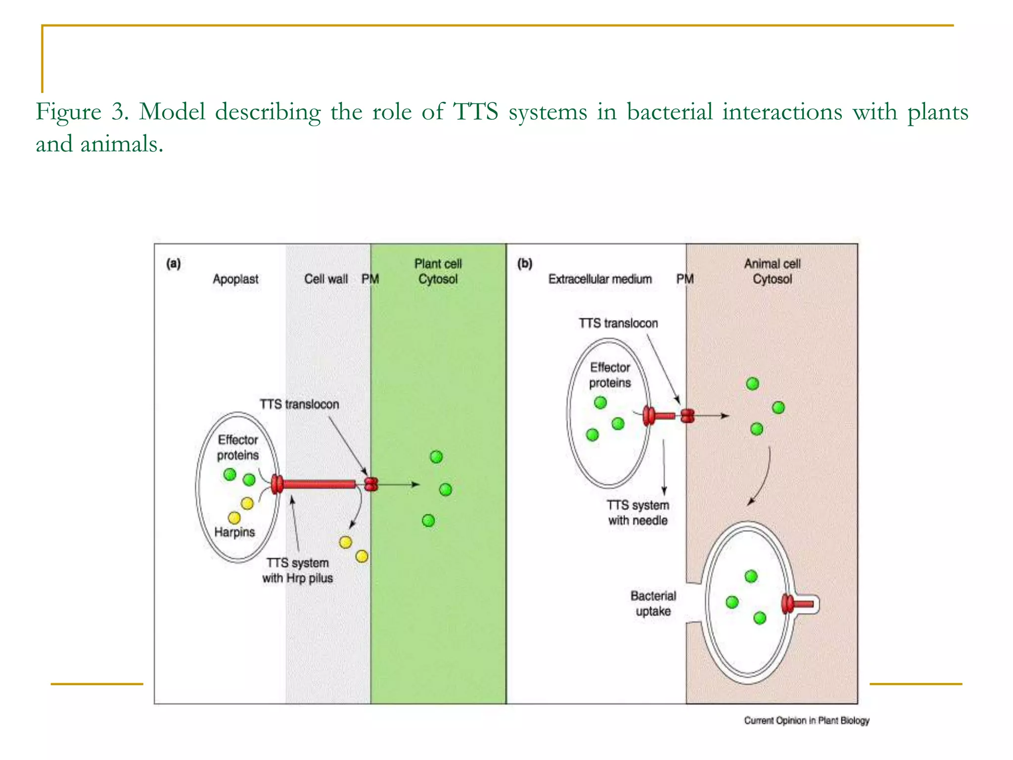 Figure 3. Model describing the role of TTS systems in bacterial interactions with plants
and animals.
 