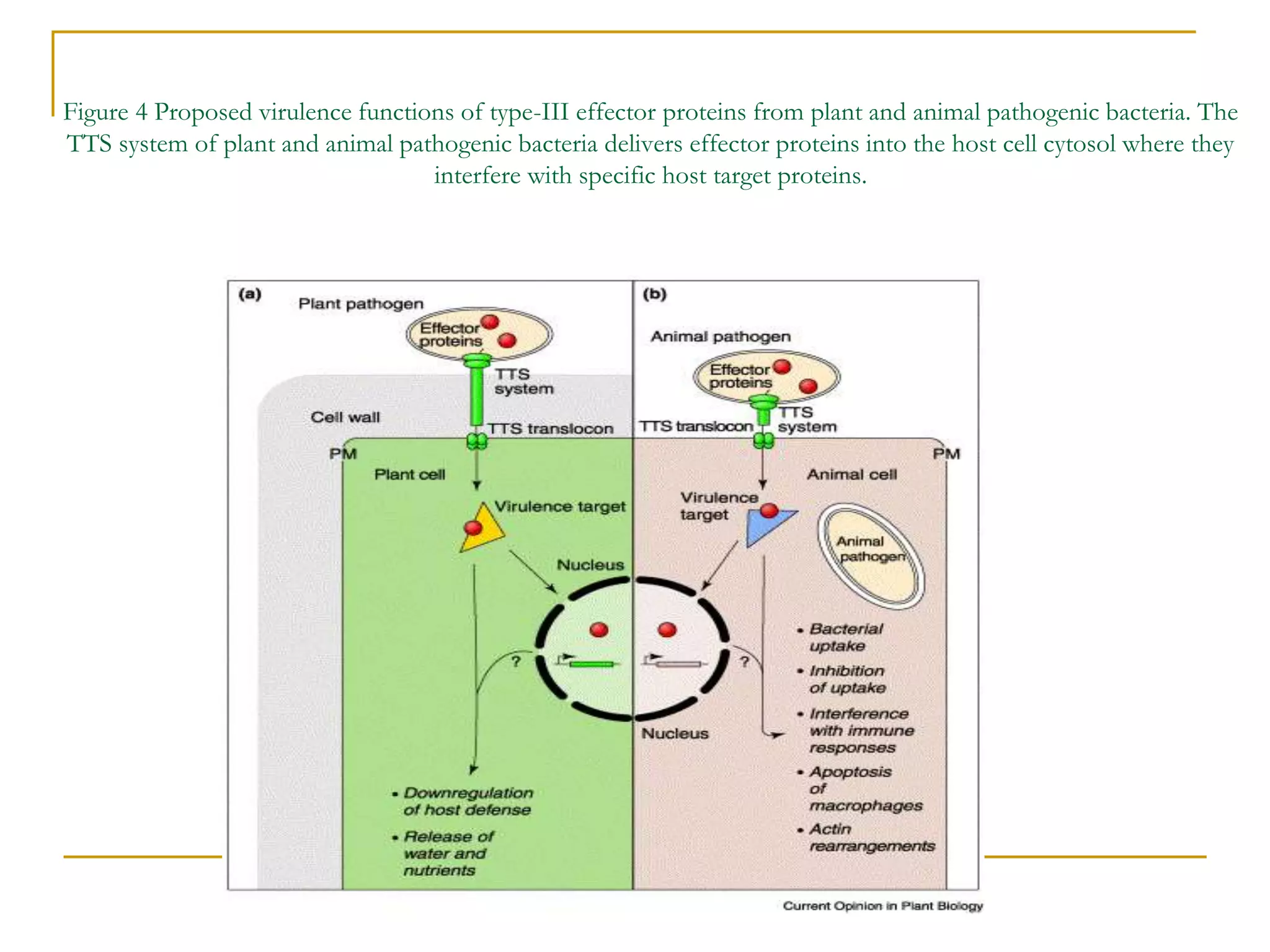 Figure 4 Proposed virulence functions of type-III effector proteins from plant and animal pathogenic bacteria. The
TTS system of plant and animal pathogenic bacteria delivers effector proteins into the host cell cytosol where they
interfere with specific host target proteins.
 