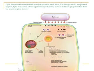 Chapter_ 6 Plant pathogenic Bacteria_Pathogencity.ppt