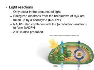 • Light reactions
  – Only occur in the presence of light
  – Energized electrons from the breakdown of H2O are
    taken up by a coenzyme (NADP+)
  – NADP+ also combines with H+ (a reduction reaction)
    to form NADPH
  – ATP is also produced
 