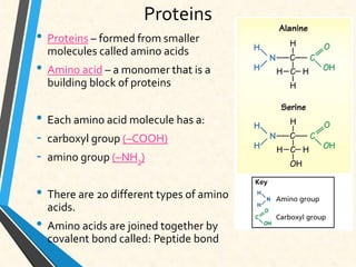 Proteins
• Proteins – formed from smaller
molecules called amino acids
• Amino acid – a monomer that is a
building block of proteins
• Each amino acid molecule has a:
- carboxyl group (–COOH)
- amino group (–NH3)
• There are 20 different types of amino
acids.
• Amino acids are joined together by
covalent bond called: Peptide bond
 