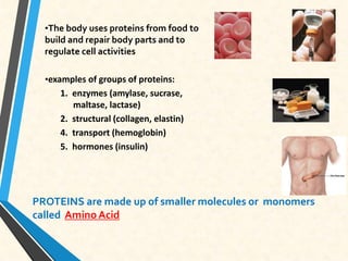 PROTEINS are made up of smaller molecules or monomers
called AminoAcid
•The body uses proteins from food to
build and repair body parts and to
regulate cell activities
•examples of groups of proteins:
1. enzymes (amylase, sucrase,
maltase, lactase)
2. structural (collagen, elastin)
4. transport (hemoglobin)
5. hormones (insulin)
 