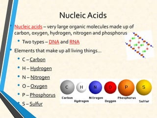 Nucleic Acids
• Nucleic acids – very large organic molecules made up of
carbon, oxygen, hydrogen, nitrogen and phosphorus
• Two types – DNA and RNA
• Elements that make up all living things…
• C – Carbon
• H – Hydrogen
• N – Nitrogen
• O – Oxygen
• P – Phosphorus
• S – Sulfur
 