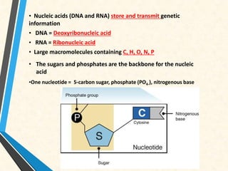 • Nucleic acids (DNA and RNA) store and transmit genetic
information
• DNA = Deoxyribonucleic acid
• RNA = Ribonucleic acid
• Large macromolecules containing C, H, O, N, P
• The sugars and phosphates are the backbone for the nucleic
acid
•One nucleotide = 5-carbon sugar, phosphate (PO4-), nitrogenous base
 