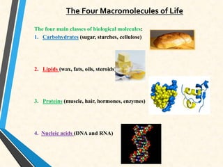 The Four Macromolecules of Life
The four main classes of biological molecules:
1. Carbohydrates (sugar, starches, cellulose)
2. Lipids (wax, fats, oils, steroids)
3. Proteins (muscle, hair, hormones, enzymes)
4. Nucleic acids (DNA and RNA)
 