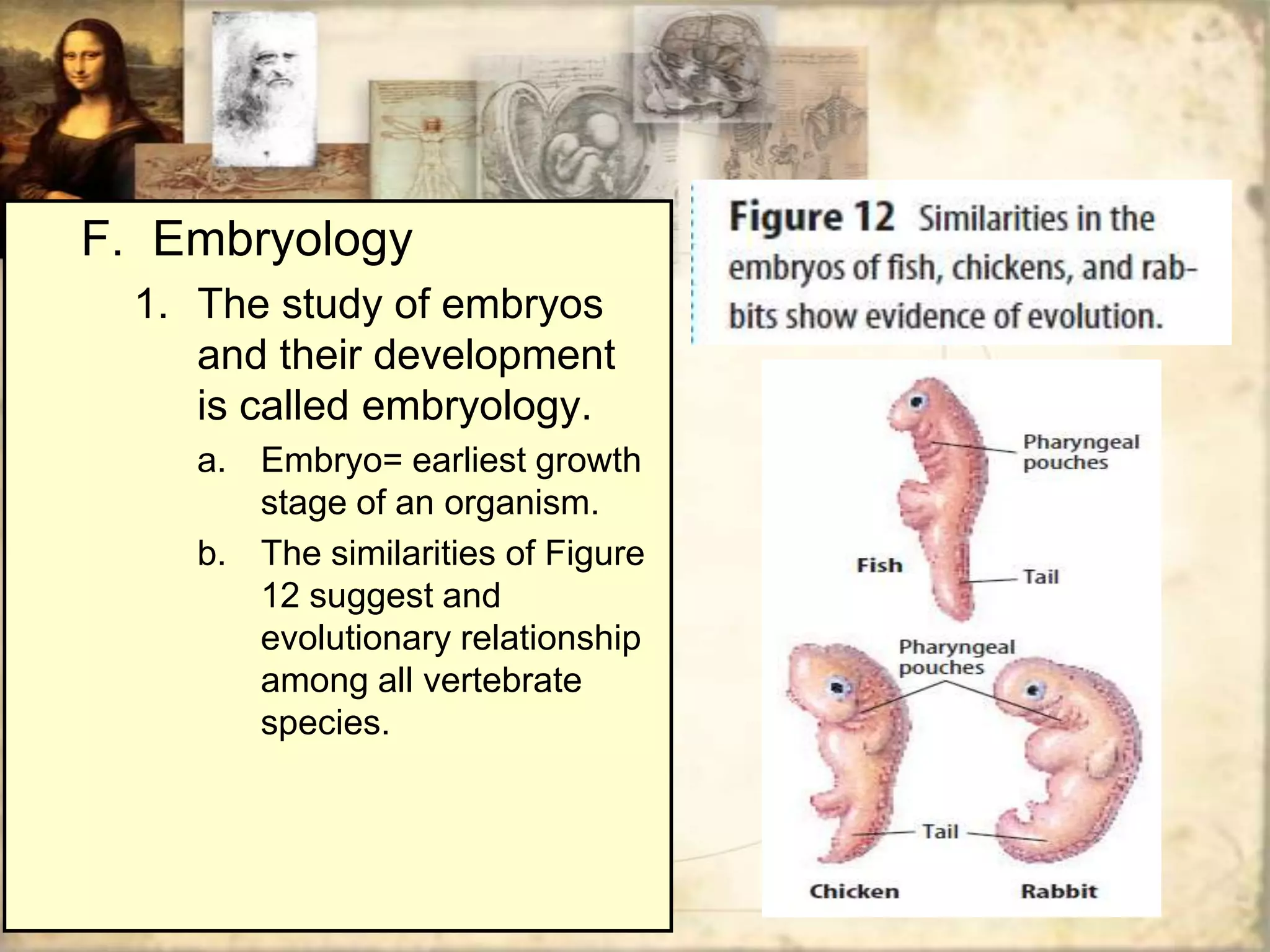 F. Embryology
  1. The study of embryos
     and their development
     is called embryology.
     a. Embryo= earliest growth
        stage of an organism.
     b. The similarities of Figure
        12 suggest and
        evolutionary relationship
        among all vertebrate
        species.
 