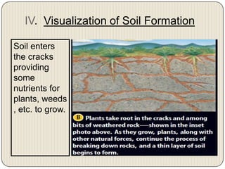 IV.  Visualization of Soil FormationSoil enters the cracks providing some nutrients for plants, weeds, etc. to grow.