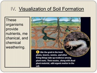IV.  Visualization of Soil FormationThese organisms provide nutrients, mechanical, and chemical weathering.