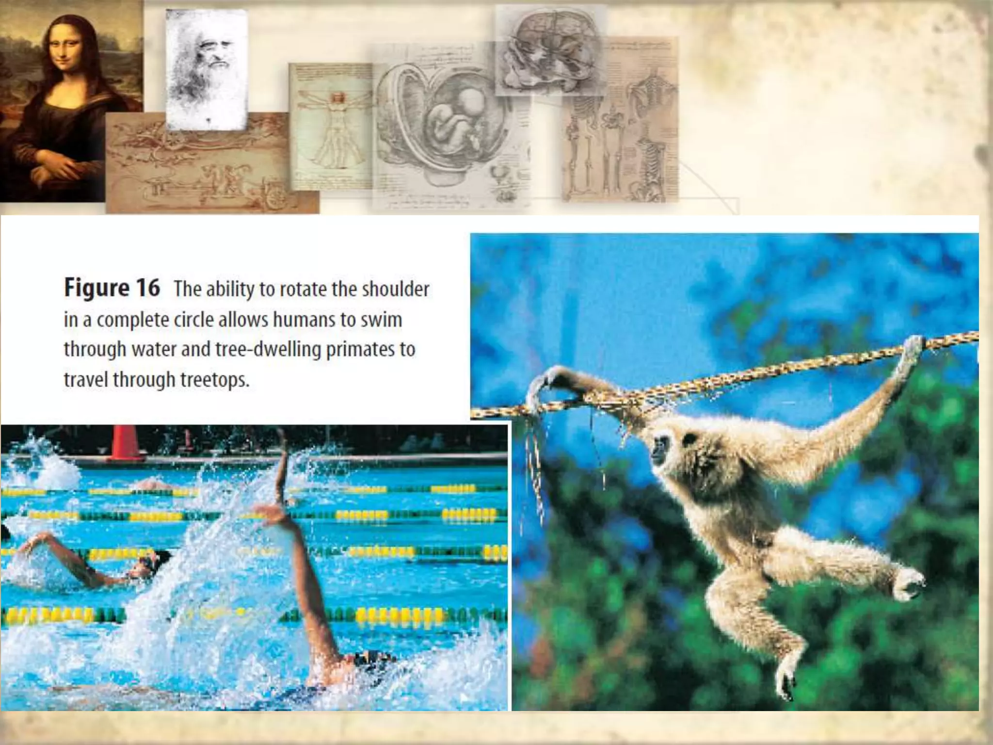 Chapter 6 section 3 (evolution of primates) | PPTX