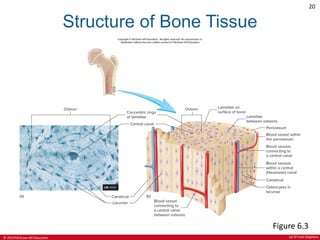 CHAPTER 6 SKELETAL SYSTEM in Anatomy and Physiologypdf | PDF
