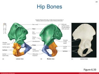 CHAPTER 6 SKELETAL SYSTEM in Anatomy and Physiologypdf | PDF