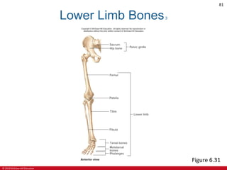 CHAPTER 6 SKELETAL SYSTEM in Anatomy and Physiologypdf | PDF