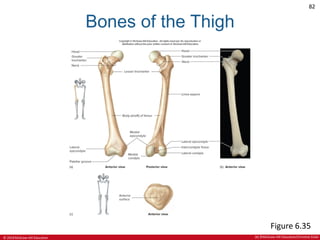 CHAPTER 6 SKELETAL SYSTEM in Anatomy and Physiologypdf | PDF