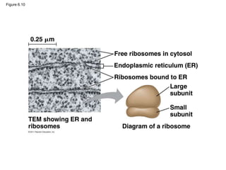 Cell Ribosome Tem Chapter :Tour of cell ,structure and function of parts | PPT