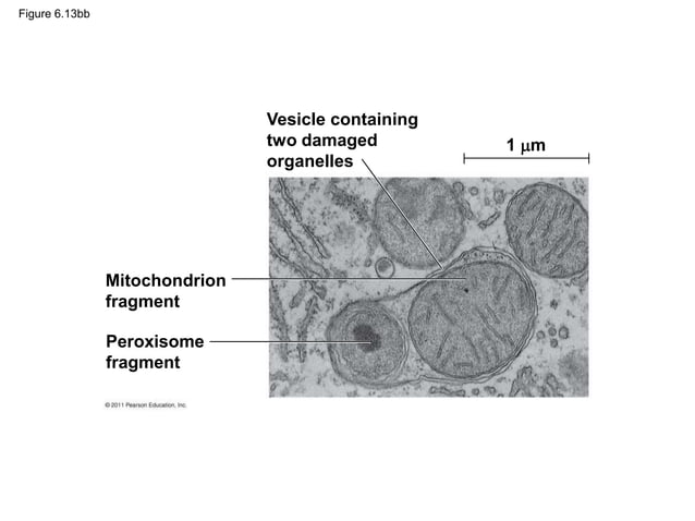 Chapter :Tour of cell ,structure and function of parts | PPT