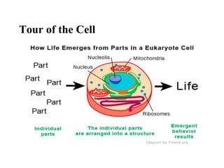 Chapter :Tour of cell ,structure and function of parts | PPT