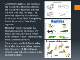 Chapter 6 : The Process of Evolution | PPTX