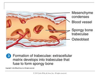 © 2013 John Wiley & Sons, Inc. All rights reserved.
 