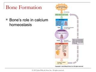 © 2013 John Wiley & Sons, Inc. All rights reserved.
Bone Formation
 Bone’s role in calcium
homeostasis
 