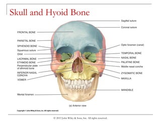 © 2013 John Wiley & Sons, Inc. All rights reserved.
Skull and Hyoid Bone
 